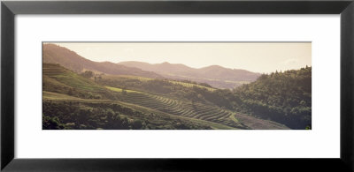Vineyard In A Valley, Sonom, Sonoma County, California, Usa by Panoramic Images Pricing Limited Edition Print image