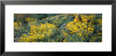 Brittlebush And Barrel Cacti In A Field, Sonoran Desert, Arizona, Usa by Panoramic Images Pricing Limited Edition Print image