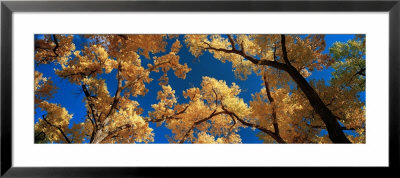 Cottonwood Tree, Canyon De Chelly, Arizona, Usa by Panoramic Images Pricing Limited Edition Print image