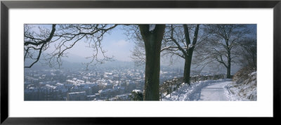 Trees Along A Snow Covered Road, Freiburg Im Breisgau, Breisgau, Baden-Wurttemberg, Germany by Panoramic Images Pricing Limited Edition Print image