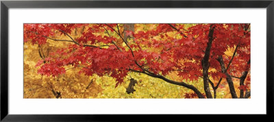 Autumnal Leaves On Maple Trees In A Forest by Panoramic Images Pricing Limited Edition Print image