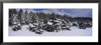 Trees On A Snow Covered Landscape, Sleeping Bear Dunes National Lakeshore, Empire, Michigan, Usa by Panoramic Images Pricing Limited Edition Print image