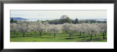 Cherry Trees In An Orchard, Mission Peninsula, Traverse City, Michigan, Usa by Panoramic Images Pricing Limited Edition Print image