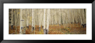 Aspen Trees In The Forest, Aspen, Colorado, Usa by Panoramic Images Pricing Limited Edition Print image