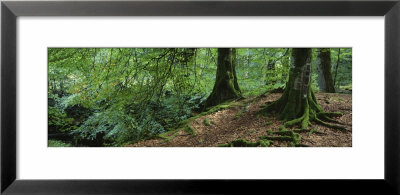 Trees In The Forest, Aberfeldy, Perthshire, Scotland by Panoramic Images Pricing Limited Edition Print image