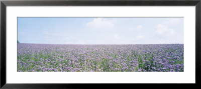 Field Of Phacelia, Germany by Panoramic Images Pricing Limited Edition Print image