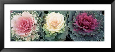 Cabbage Flowers, North Carolina, Usa by Panoramic Images Pricing Limited Edition Print image