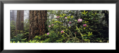Redwoods And Rhododendrons At Prairie Creek Redwood State Park, California, Usa by Panoramic Images Pricing Limited Edition Print image