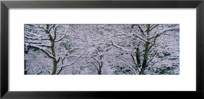 Bare Trees Covered With Snow, Montana, Usa by Panoramic Images Pricing Limited Edition Print image