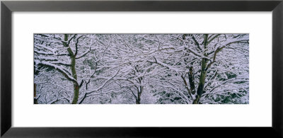 Bare Trees Covered With Snow, Montana, Usa by Panoramic Images Pricing Limited Edition Print image