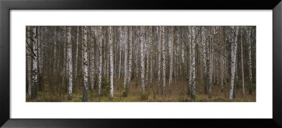Silver Birch Trees In A Forest, Narke, Sweden by Panoramic Images Pricing Limited Edition Print image