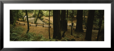 Trial Passing Through The Forest, Bohemian Grove, Muir Woods, California, Usa by Panoramic Images Pricing Limited Edition Print image