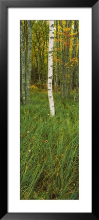 Trees In The Forest, Acadia National Park, Maine, Usa by Panoramic Images Pricing Limited Edition Print image