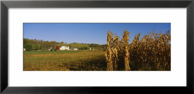 Corn In A Field After Harvest, Along Sr19, Ohio, Usa by Panoramic Images Pricing Limited Edition Print image