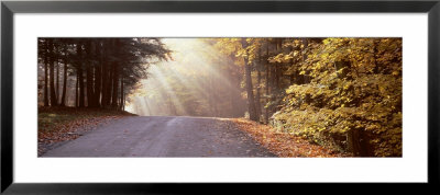 Lights Passing Through Trees In The Woods, Chestnut Ridge Park, New York State, Usa by Panoramic Images Pricing Limited Edition Print image