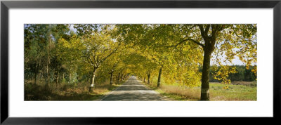 Trees Along The Road, Portugal by Panoramic Images Pricing Limited Edition Print image