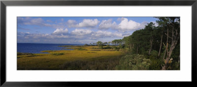 Cloudy Sky Over A Forest, Four Hole Swamp, Francis Beidler Forest, South Carolina, Usa by Panoramic Images Pricing Limited Edition Print image