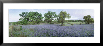 Field Of Bluebonnet Flowers, Texas, Usa by Panoramic Images Pricing Limited Edition Print image
