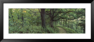 Trees In A Forest, Wisconsin, Usa by Panoramic Images Pricing Limited Edition Print image