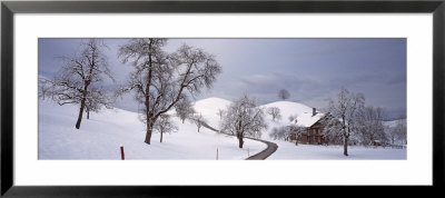 Linden Trees On A Snow Covered Landscape, Canton Of Zug, Switzerland by Panoramic Images Pricing Limited Edition Print image