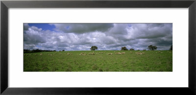 Flock Of Sheep Grazing On A Field, Australia by Panoramic Images Pricing Limited Edition Print image