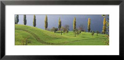 Row Of Poplar Trees, Lake Zug, Switzerland by Panoramic Images Pricing Limited Edition Print image