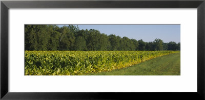 Crop Of Tobacco In A Field, Winchester, Kentucky, Usa by Panoramic Images Pricing Limited Edition Print image