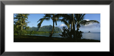 Palm Trees On The Waterfront, Kaneohe Bay, Oahu, Hawaii, Usa by Panoramic Images Pricing Limited Edition Print image