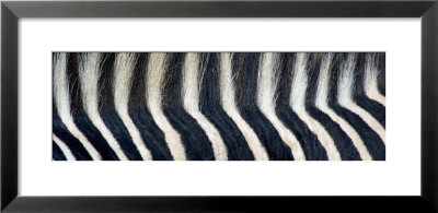 Greveys Zebra Stripes And Mane by Panoramic Images Pricing Limited Edition Print image