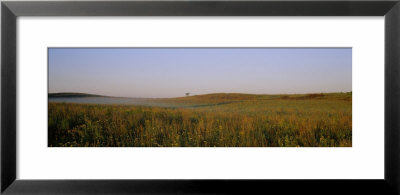 Tall Grass On A Landscape, Illinois, Usa by Panoramic Images Pricing Limited Edition Print image