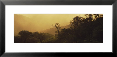Trees In A Forest At Sunset, Rancho Naturalista, Costa Rica, Usa by Panoramic Images Pricing Limited Edition Print image