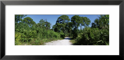 Trees Along A Walkway, Honeymoon Island State Park, Florida, Usa by Panoramic Images Pricing Limited Edition Print image