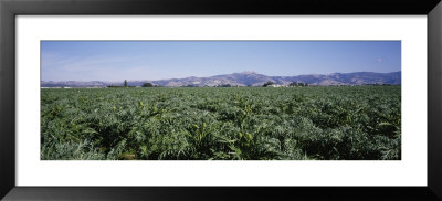 Artichoke Crop In A Field, Salinas Valley, California, Usa by Panoramic Images Pricing Limited Edition Print image