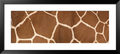 Reticulated Giraffe Markings by Panoramic Images Pricing Limited Edition Print image