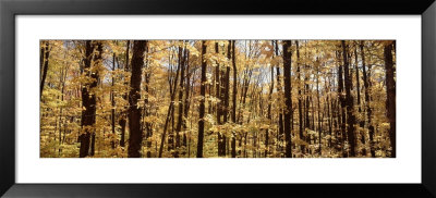 Trees In A Forest, Alleghany State Park, New York State, Usa by Panoramic Images Pricing Limited Edition Print image