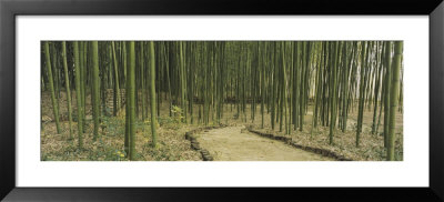 Bamboo Trees On Both Sides Of A Path, Kyoto, Japan by Panoramic Images Pricing Limited Edition Print image
