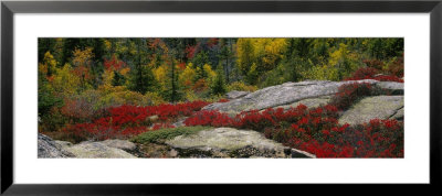 Flowers On Rocks, Acadia National Park, Maine, Usa by Panoramic Images Pricing Limited Edition Print image