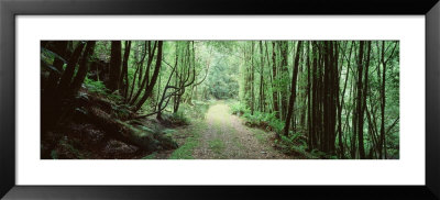 Trees Along A Trail, Rain Forest Trail, Wild Rivers National Park, Australia by Panoramic Images Pricing Limited Edition Print image
