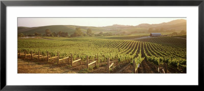 Vineyards, Carneros District, Napa Valley, California, Usa by Panoramic Images Pricing Limited Edition Print image
