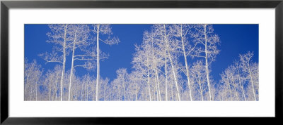 American Aspen Trees In The Forest, Utah, Usa by Panoramic Images Pricing Limited Edition Print image
