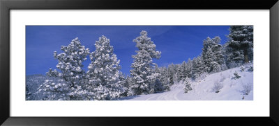 Pine Trees, Colorado, Usa by Panoramic Images Pricing Limited Edition Print image
