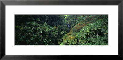 Rainforest, Hawaii, Usa by Panoramic Images Pricing Limited Edition Print image