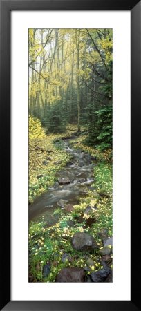 Stream Flowing Through A Rainforest, Utah, Usa by Panoramic Images Pricing Limited Edition Print image
