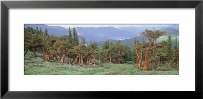 Bristlecone Pine Tree On The Landscape, Colorado, Usa by Panoramic Images Pricing Limited Edition Print image