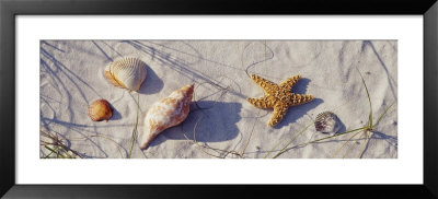 Starfish And Seashells On The Beach, Dauphin Island, Alabama, Usa by Panoramic Images Pricing Limited Edition Print image