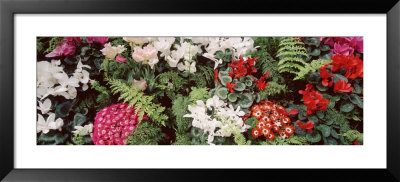 Flowers, Australia by Panoramic Images Pricing Limited Edition Print image
