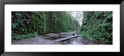 Trees In A Forest, Fern Canyon, Prairie Creek Redwoods State Park, California, Usa by Panoramic Images Pricing Limited Edition Print image