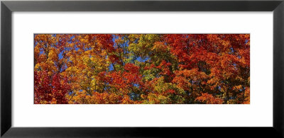 Trees In Adirondack Mountains, New York State, Usa by Panoramic Images Pricing Limited Edition Print image
