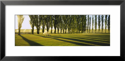 Poplar Trees Near A Wheat Field, Twin Falls, Idaho, Usa by Panoramic Images Pricing Limited Edition Print image