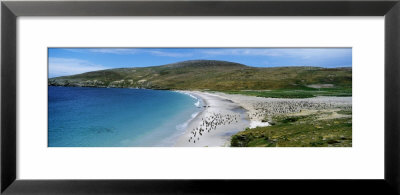 Penguins On Beach, New Island, Falkland Islands by Panoramic Images Pricing Limited Edition Print image